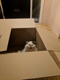 Butters sitting in box making noises
