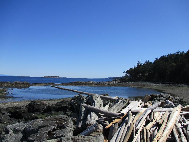 Large bay with driftwood piles