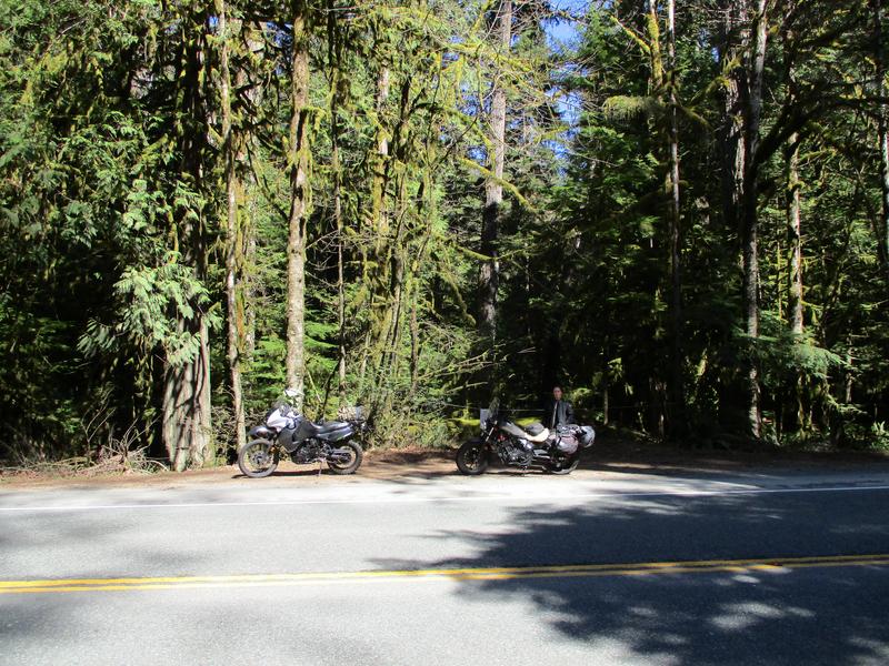 Motorcycles parked at in front of big trees