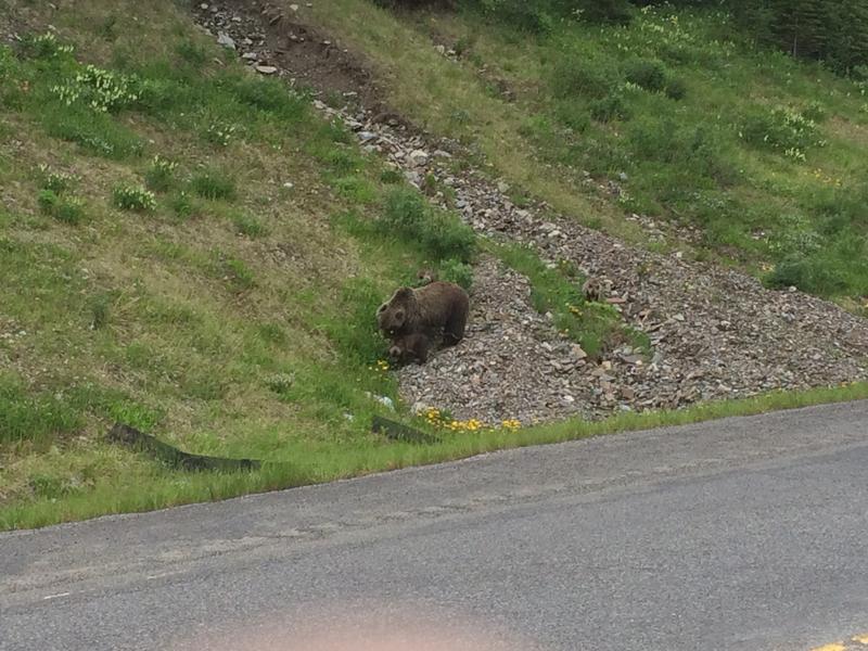 Grizzly bear momma and 3 cubs