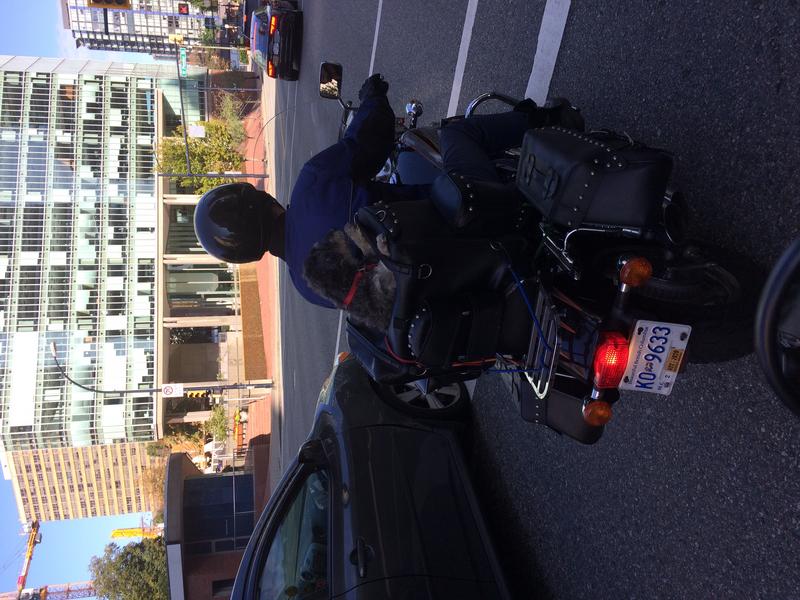 Motorcycle with dog as passenger