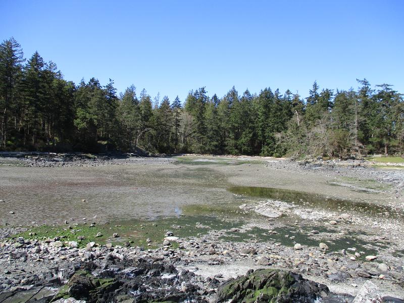 Forest approaching rocky coastline